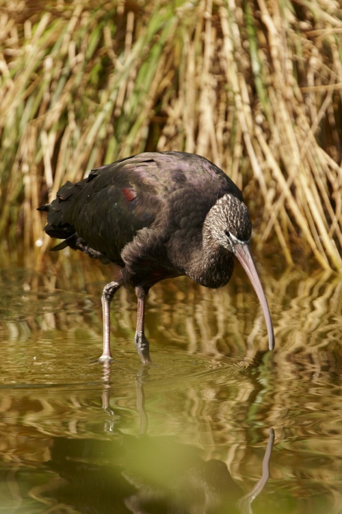Ibis hnědý