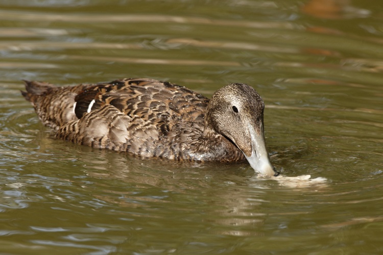 Kajka mořská