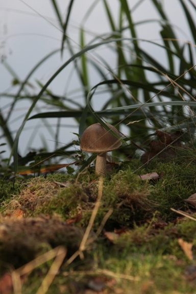 Kozák březový (Leccinum scabrum)