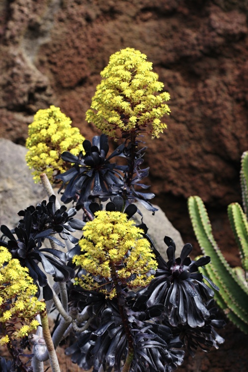 Lanzarote - Kanárské  ostrovy