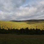 Boubínský prales a  rozhledna | fotografie