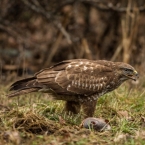 Káně lesní | fotografie