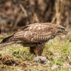 Káně lesní | fotografie