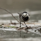 Konipas bílý | fotografie