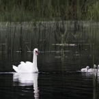 Labuť velká | fotografie