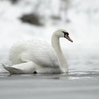 Labuť velká | fotografie