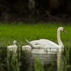 Labuť velká | fotografie