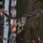 Puštík bělavý | fotografie