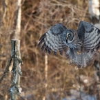 Puštík bělavý | fotografie