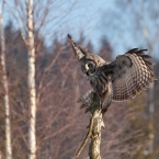 Puštík bělavý | fotografie