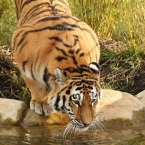 Tygr ussurijský | fotografie