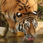 Tygr ussurijský | fotografie