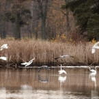 Volavka bílá | fotografie