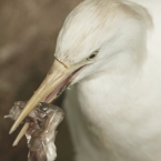 Volavka bílá | fotografie