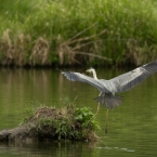 Volavka popelavá | fotografie