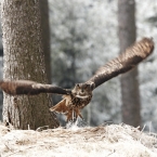 Výr velký | fotografie