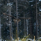 Výr velký | fotografie