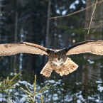 Výr velký | fotografie